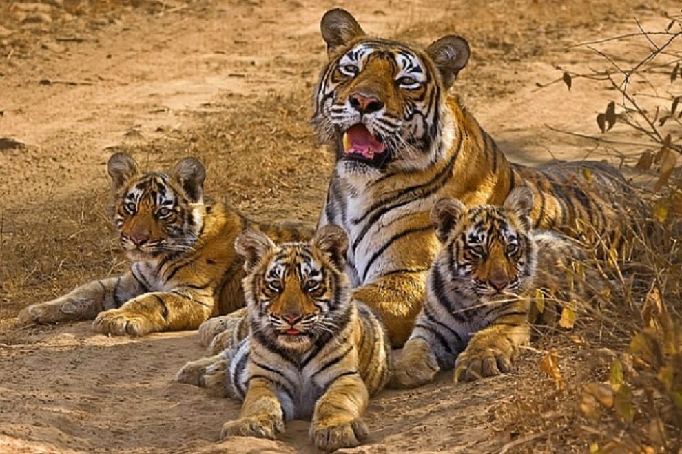 Legendary Ranthambore tigress 'Machhli' dies