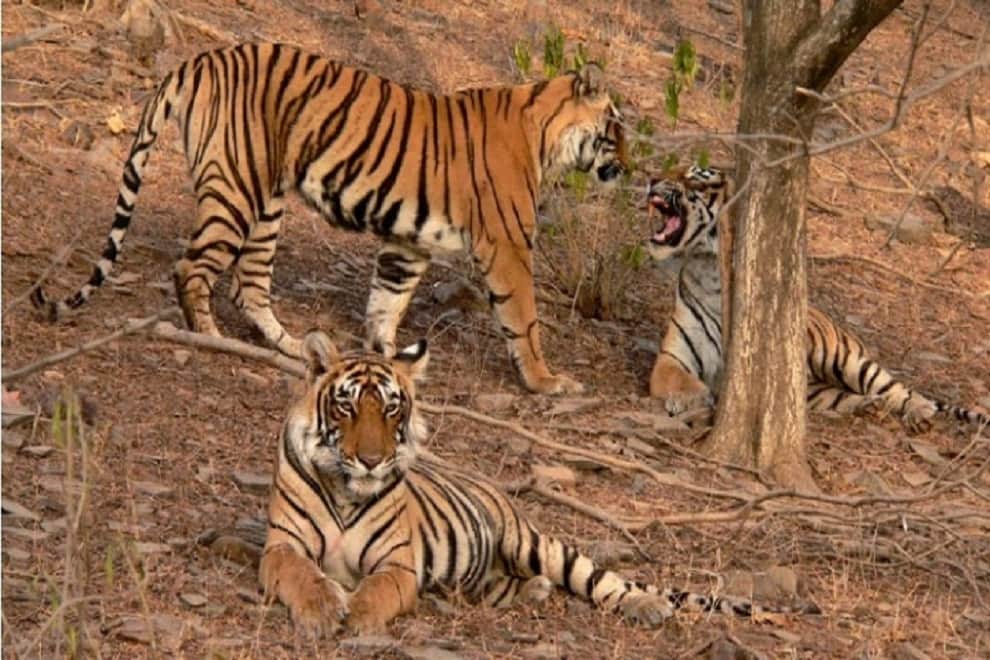 Legendary Ranthambore tigress 'Machhli' dies