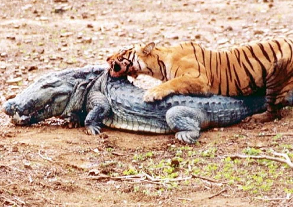 Legendary Ranthambore tigress 'Machhli' dies