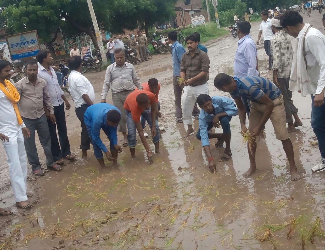 Paddy planted on the road, the protest