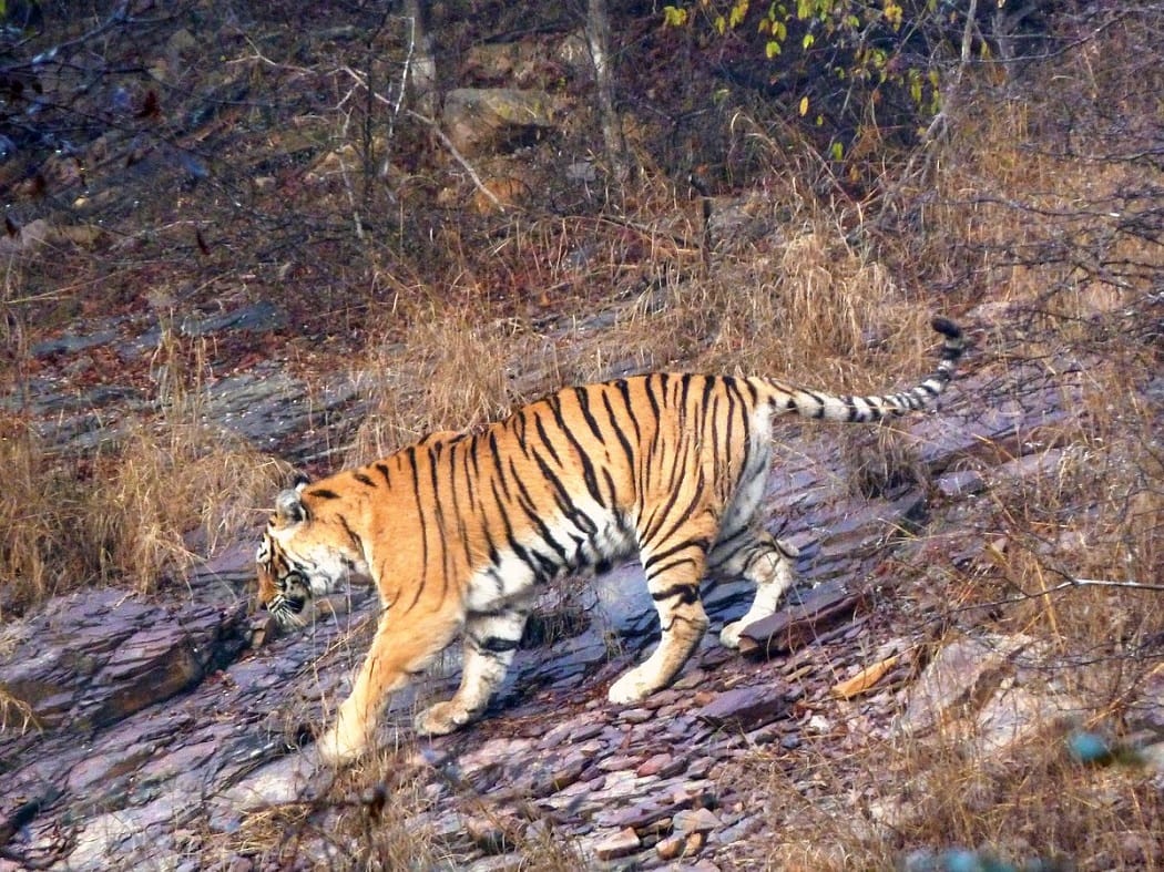 Killer tigress issued arrest warrant