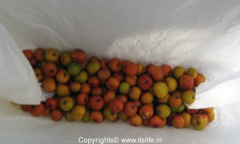 Badri Berry professional production