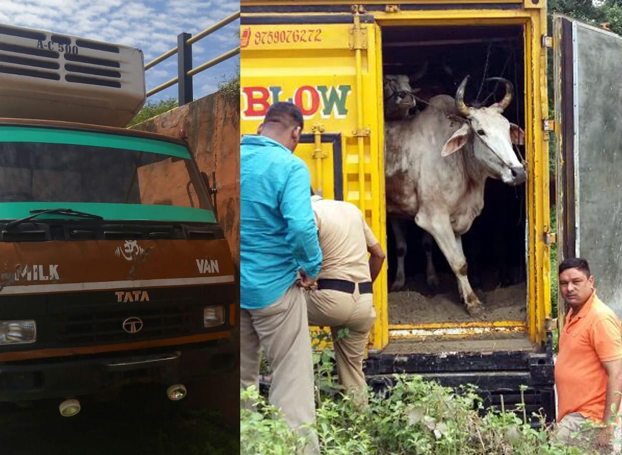 police found bull in milk van.