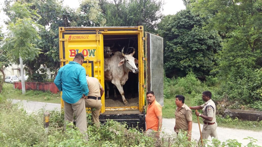 police found bull in milk van.