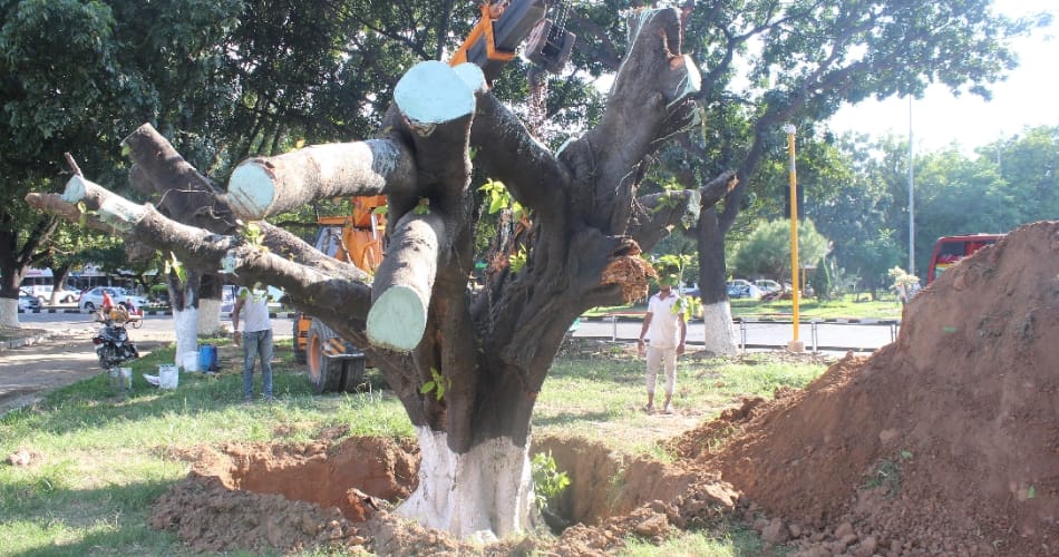 first replantaion ever in chandigarh