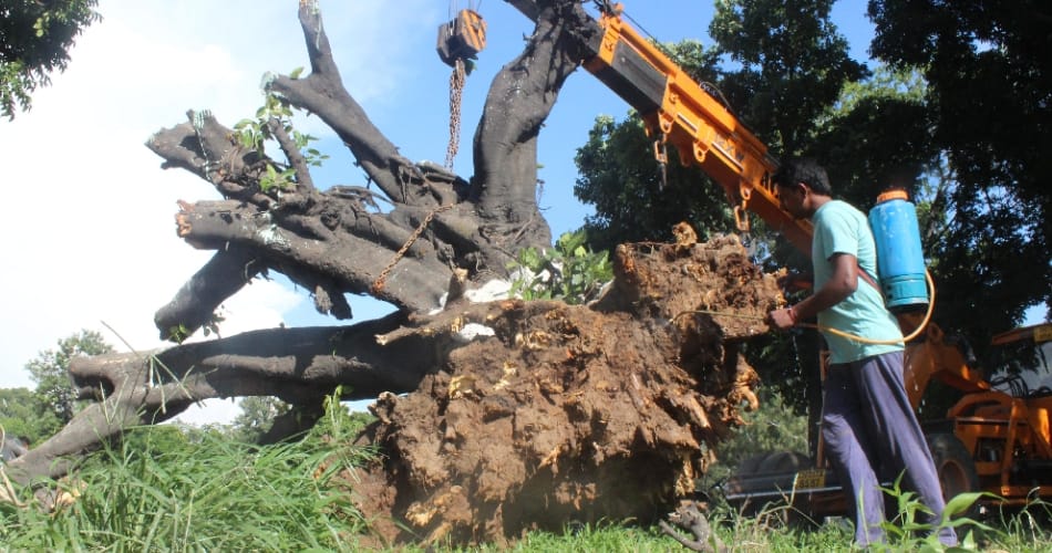 first replantaion ever in chandigarh