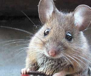  Charbagh railway gives contract to kill rats.