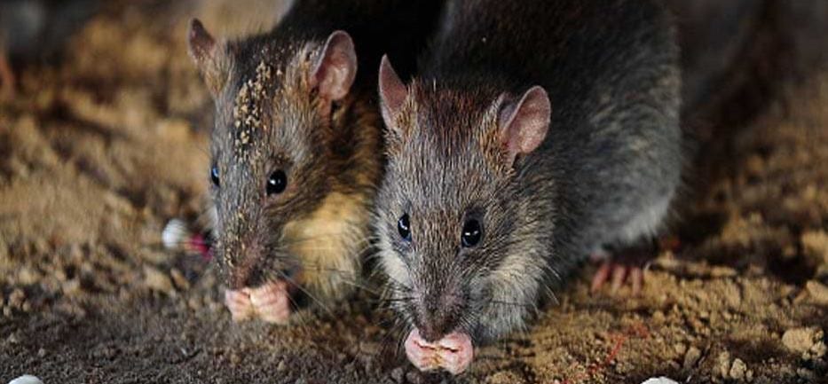  Charbagh railway gives contract to kill rats.