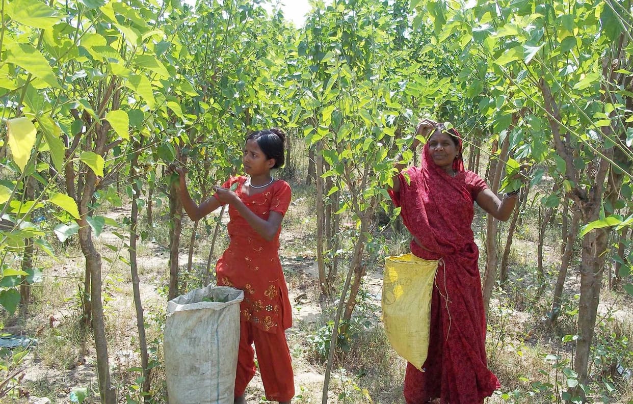 silk industry will increase employment