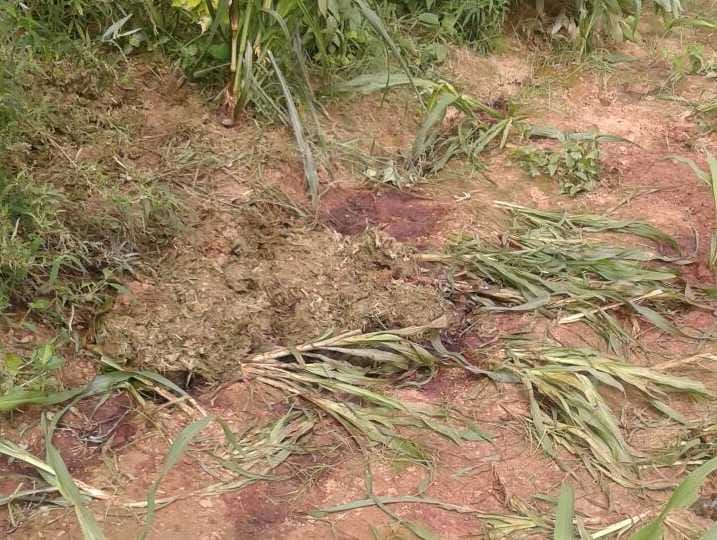 Ten cast into the wilderness Bovine animals killed