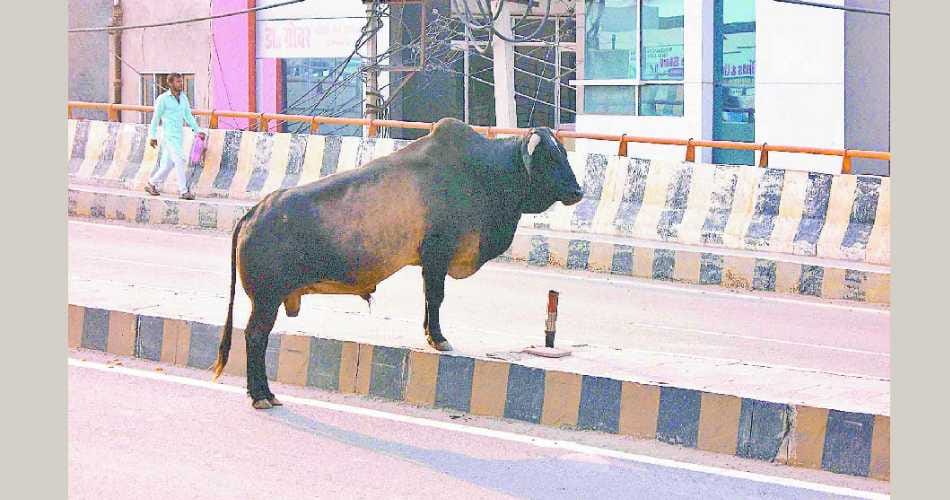 cow, ox, bull, goshala, lawaris pashu, cow home in sirsa