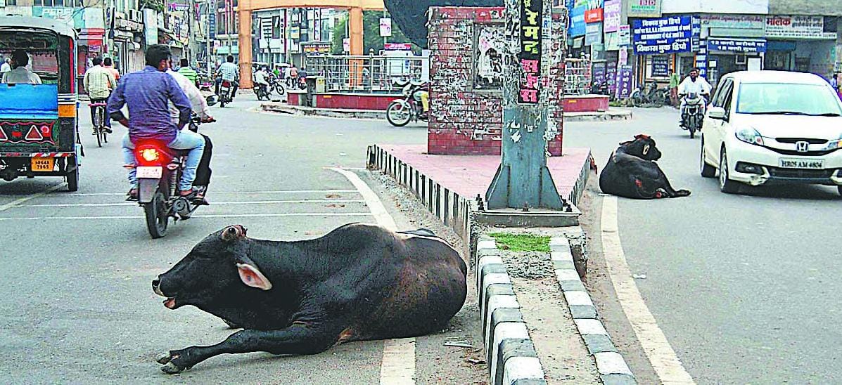 Bull killed two farmers  