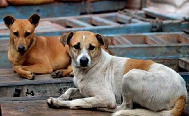 Dozans of dogs killed woman in Kerala