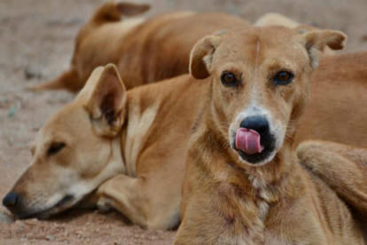 Dozans of dogs killed woman in Kerala