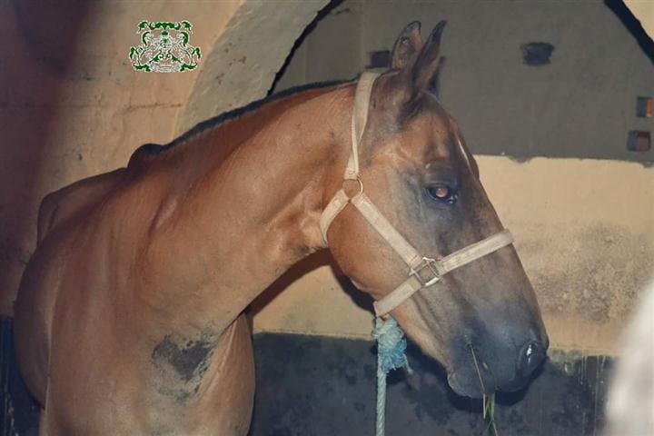Show Jumping Horse " Knight 's death blow to AMU