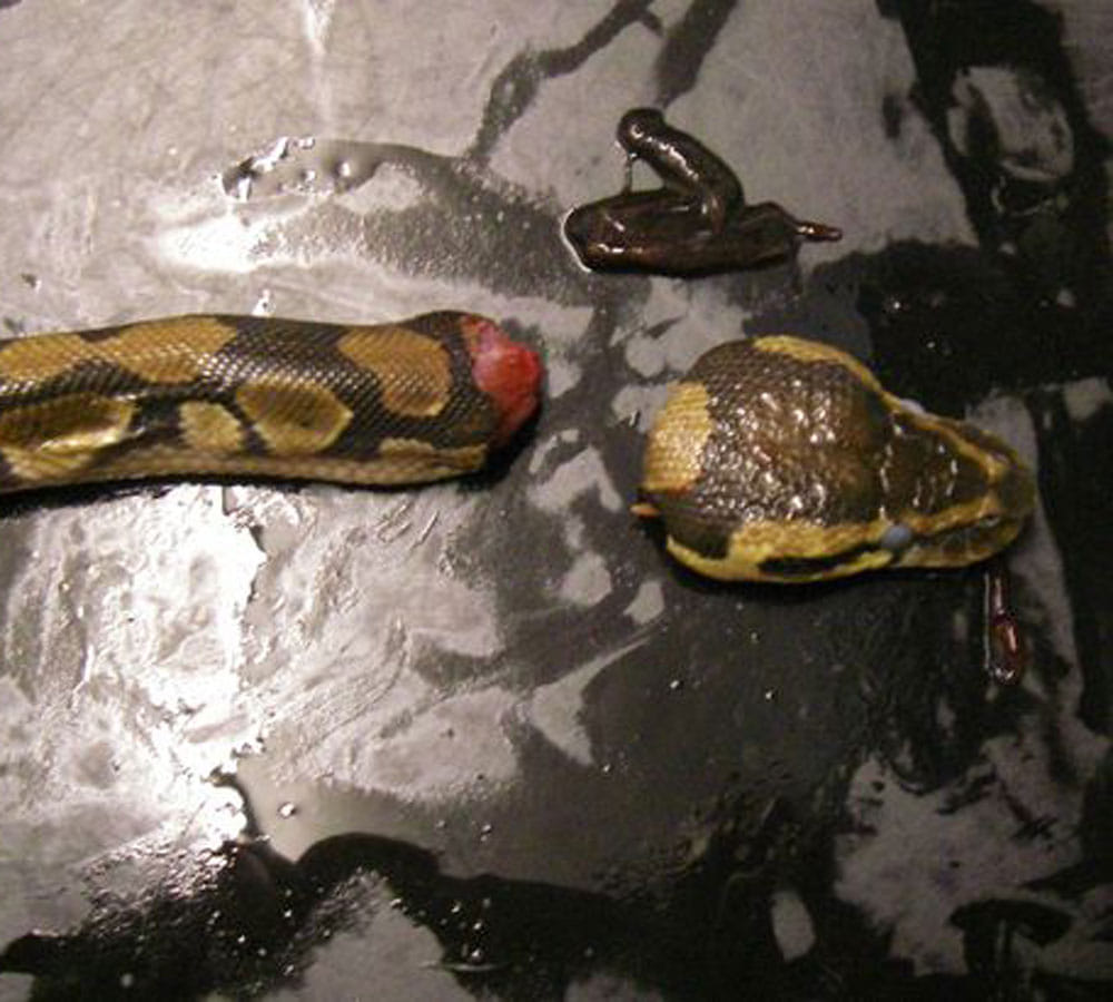 drunk woman who cut off snake head