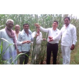 crop,agriculture,attack, insect,rewari,bazra