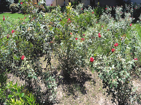 Trends toward increased floriculture
