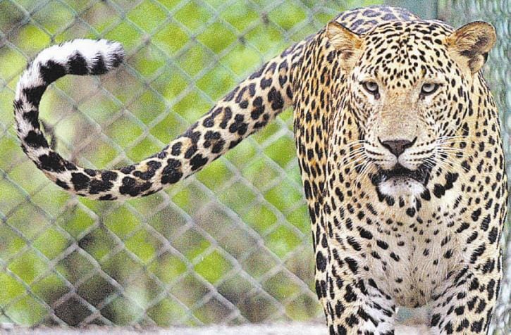 Batdi seven year old girl killed in leopard