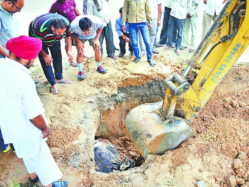 bull, bull in pit in ludhiana, ludhiana pit