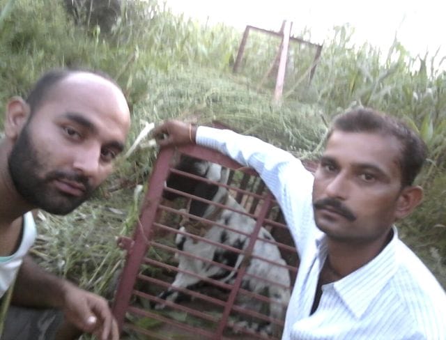 Cage had to catch the leopard, alert nearby