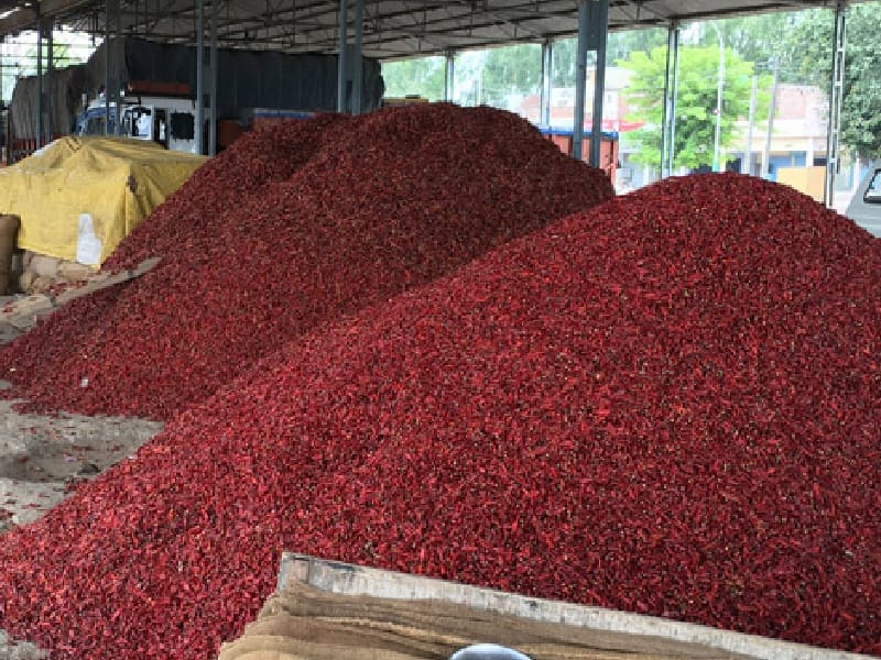 Red pepper harvest, low yields, farmers desperate, forcing rice pickers, Sunam, Sangrur