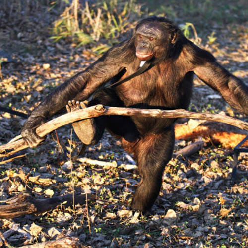 35-year-old bonobo who can start a fire and cook