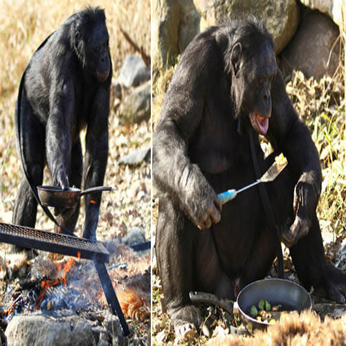 35-year-old bonobo who can start a fire and cook