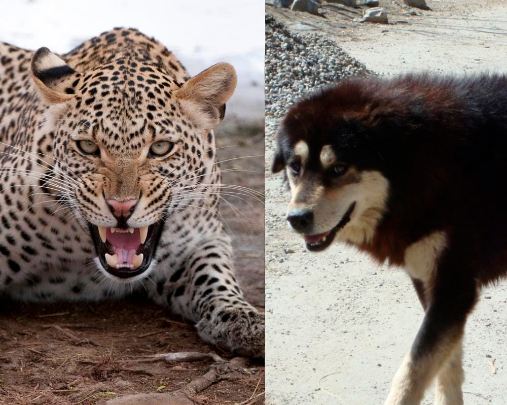 dog fight to leopard to save women.