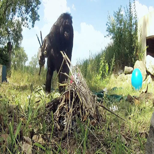 35-year-old bonobo who can start a fire and cook