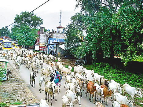 Anna possession of cattle on highway