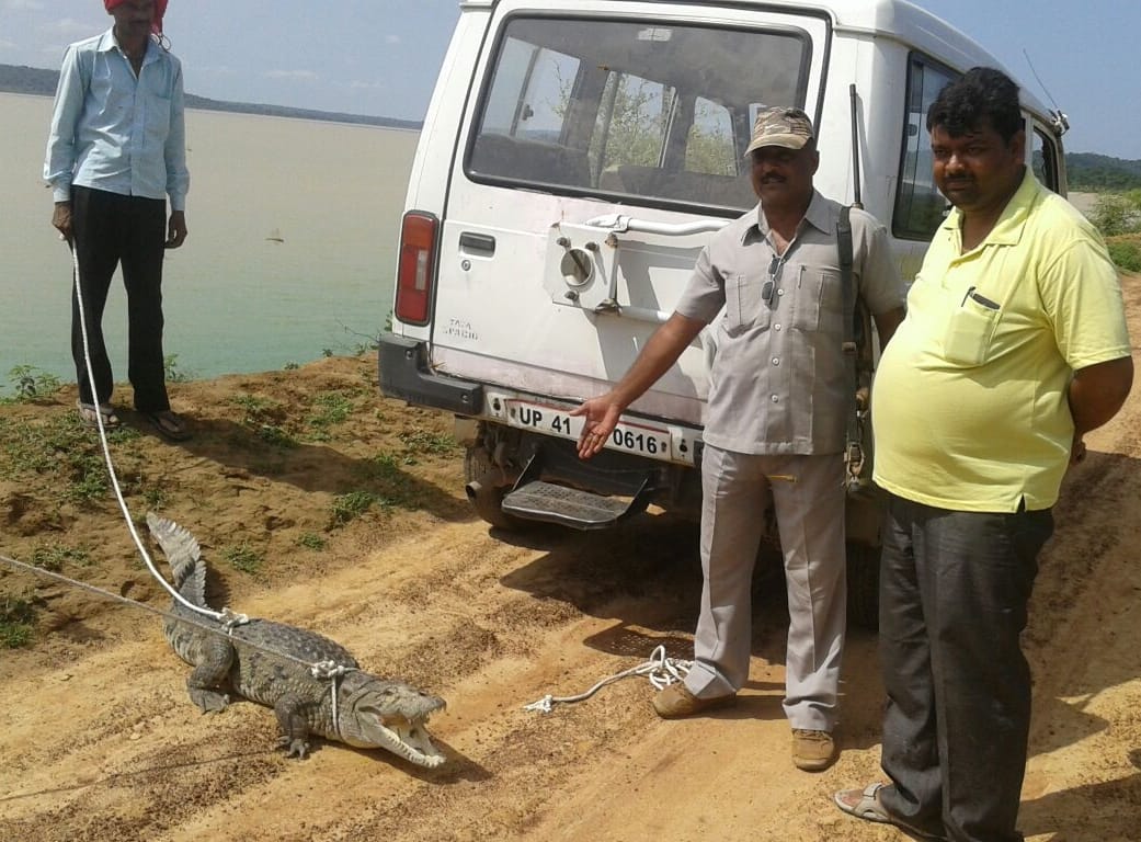  staff caught crocodile