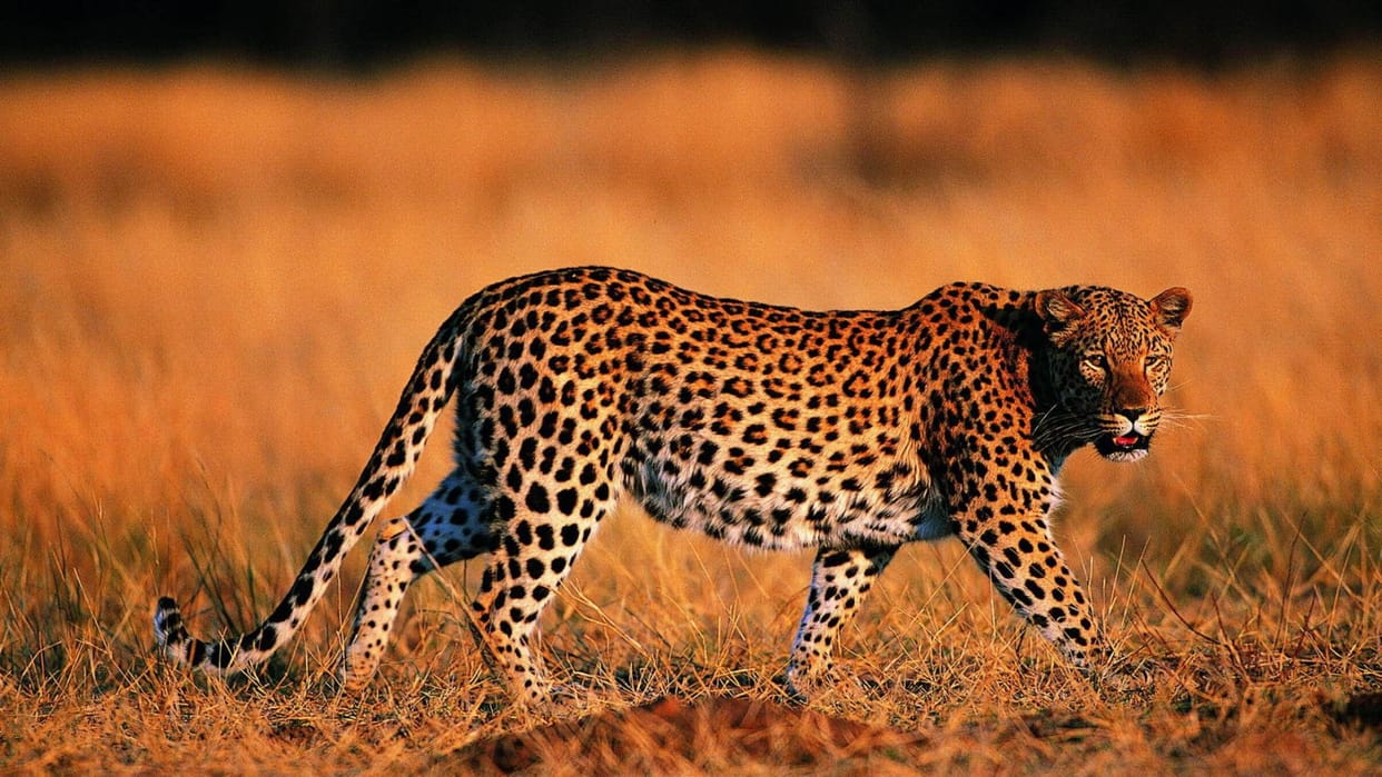 Villagers trapped the leopard