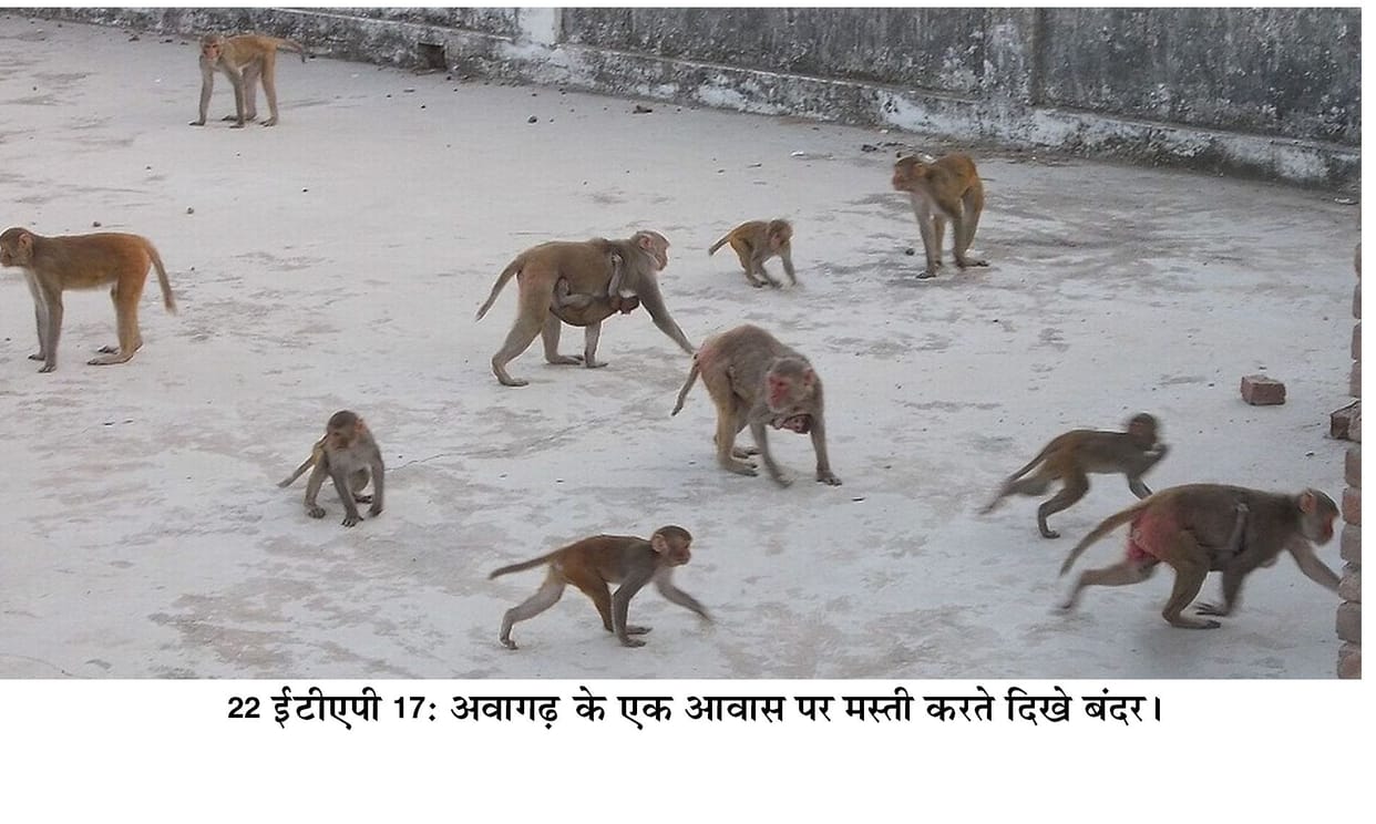 Will monkey 'District Badr' ... dog will be inside the city