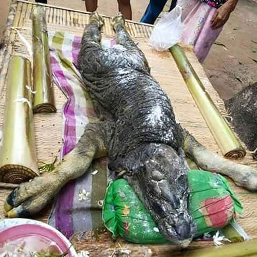 body of buffalo and head of crocodile