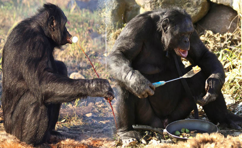 35-year-old bonobo who can start a fire and cook
