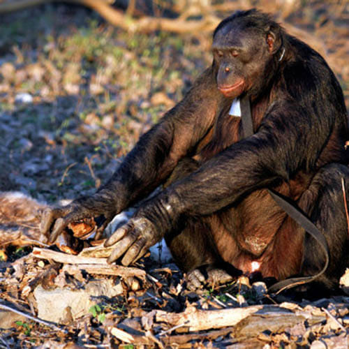 35-year-old bonobo who can start a fire and cook