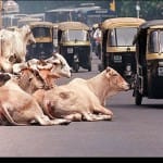 demonetization effect: people dont have money to buy fodder 