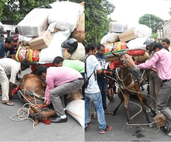 brutality with animals lucknow. 