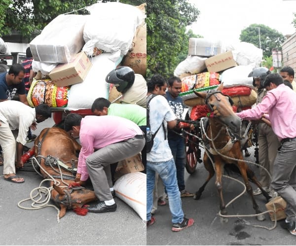 brutality with animals lucknow. 