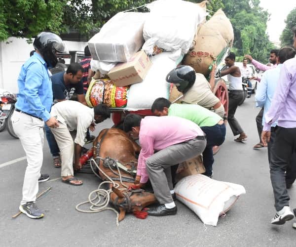 brutality with animals lucknow. 