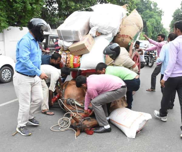 brutality with animals lucknow. 