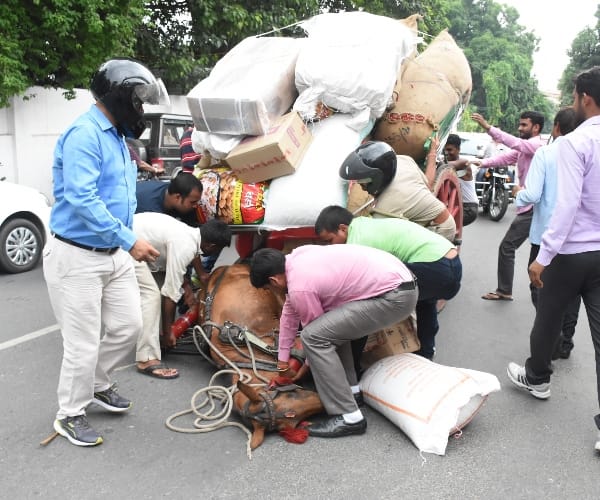 brutality with animals lucknow. 