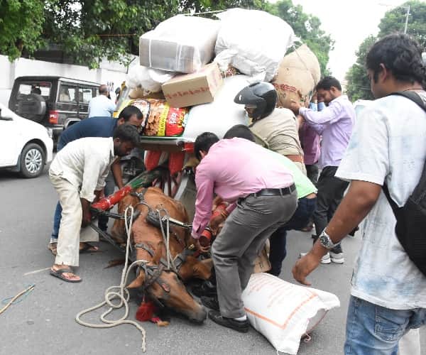 brutality with animals lucknow. 