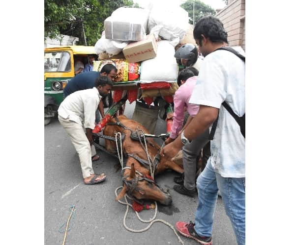 brutality with animals lucknow. 