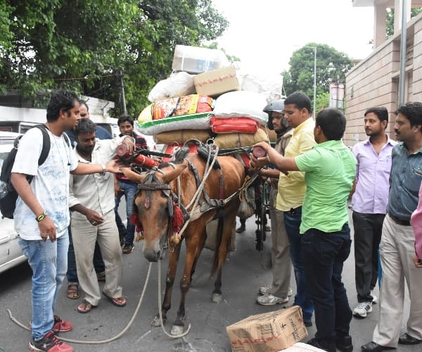 Delhi: Now horse-cart will run on the roads only after getting insurance SDMC standing committee decided
