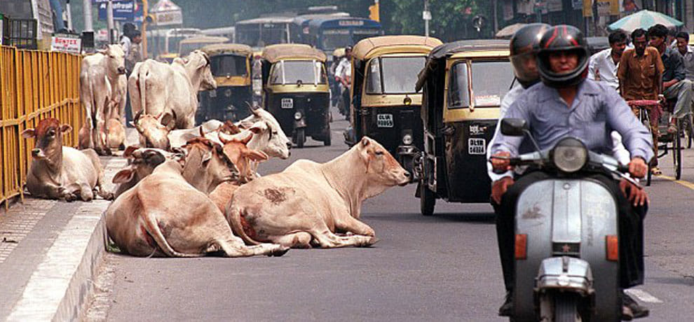 demonetization effect: people dont have money to buy fodder 