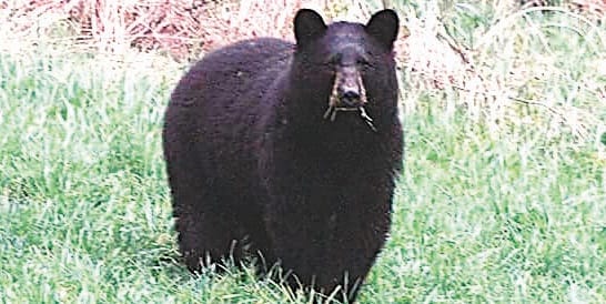 Gohar slab bears come in panic 