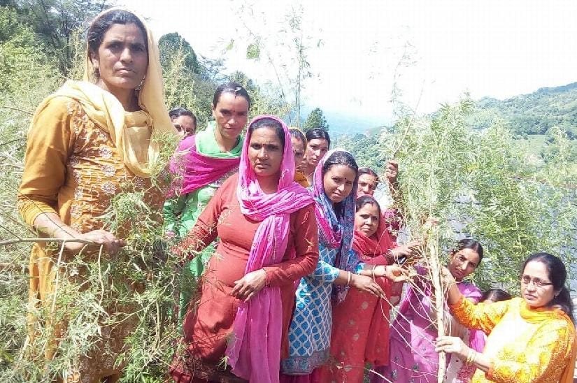 bhang destroy compaign continue