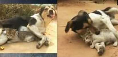 Amazing! This dog feeds kitten on its milk  